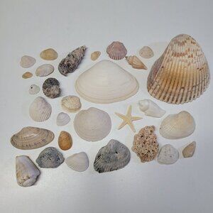 Nautical Seashell Lot‎ Decor Starfish Mixed Sizes Colors Half Clam 25 Pieces